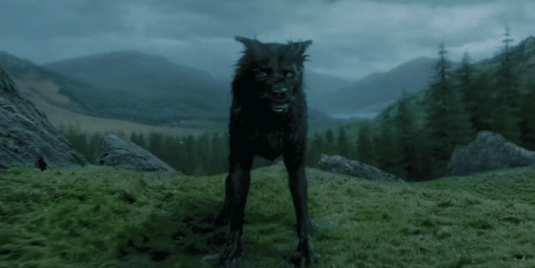 Imagem de Sirius Black como um Animago em Harry Potter